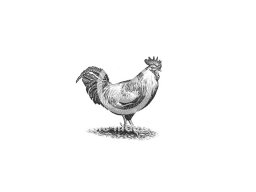 farm rooster